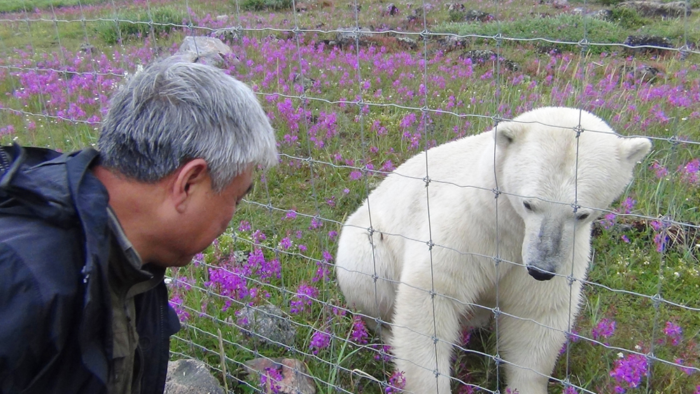 Guest conversing with polar bear at Seal River Heritage Lodge.