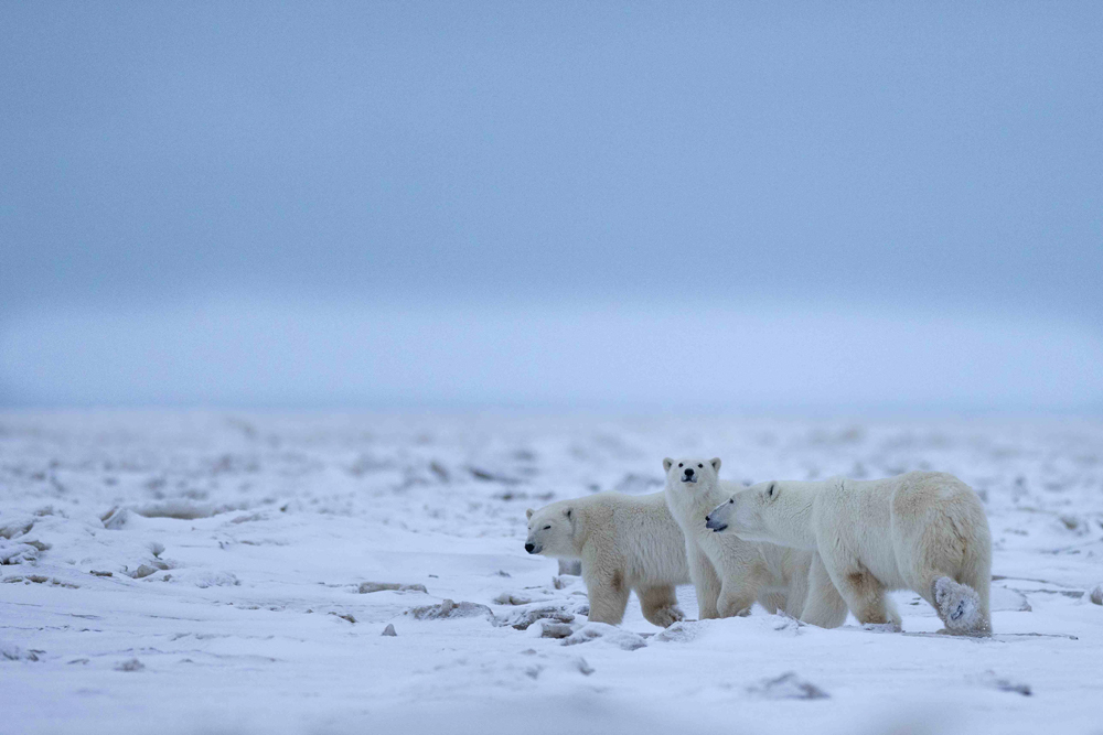Mother polar bears with her cubs. Nanuk Polar Bear Lodge. (Mathieu Courdesses)