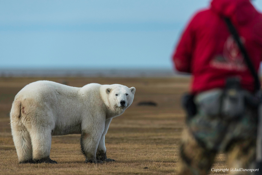 Guide talks to a polar bear at Nanuk Polar Bear Lodge. Jad Davenport photo.