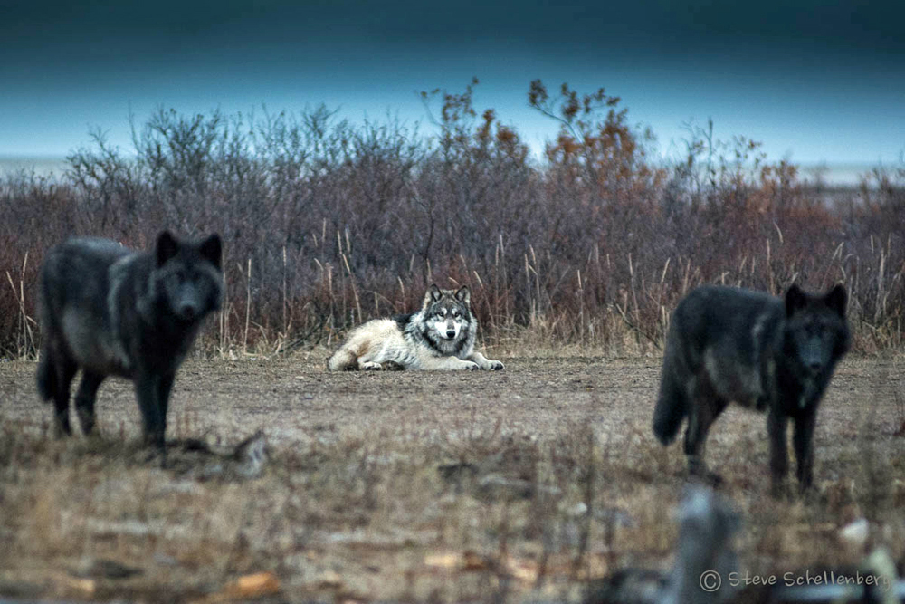 Triple threat. Polar Bear Photo Safari. Nanuk Polar Bear Lodge. Steve Schellenberg photo.
