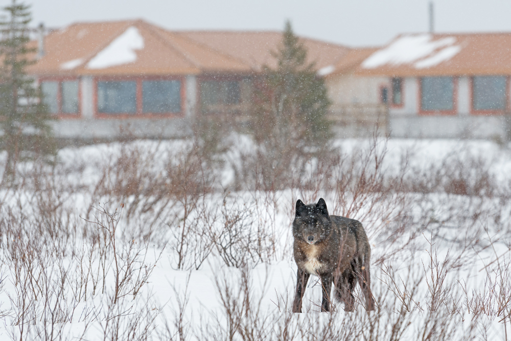 Black wolf in front of new bedroom wing at Nanuk Polar Bear Lodge. Gillian Lloyd photo.