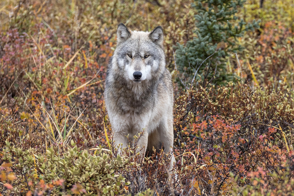 Wolf in fall colours. Fall Dual Lodge Safari. Susan Jenkins photo.