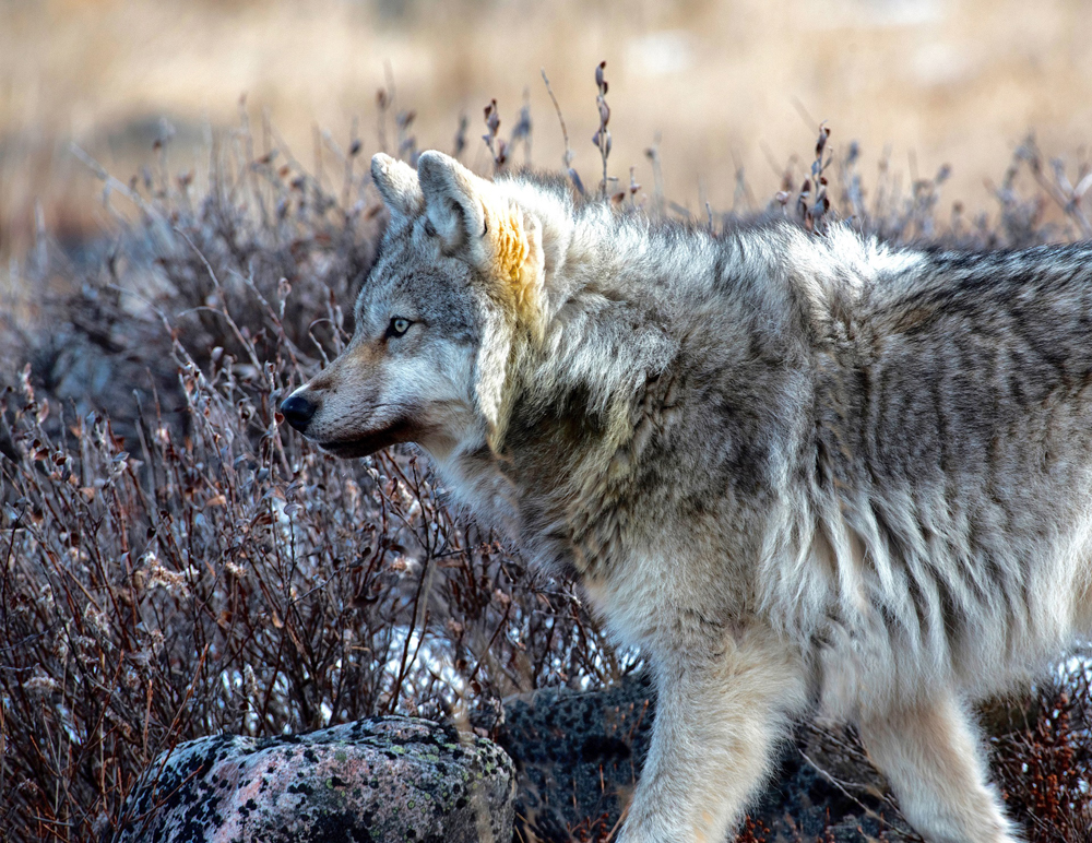 Wolf. Winter-coat ready. Fall Dual Lodge Safari. Dave Wenman photo.
