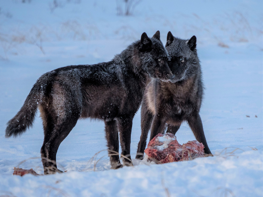 Wolves sharing a moose meal. Nanuk Polar Bear Lodge. Nanuk Emergence Quest. Dr. Virginia Huang photo.