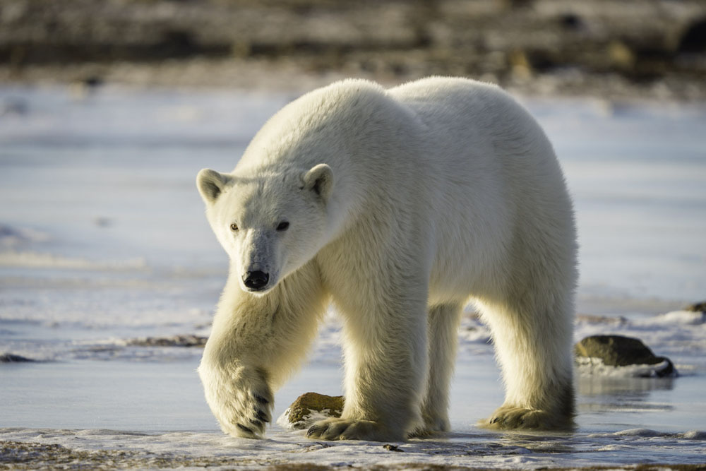 Top 10 Forbes Travel Influencers Surrounded by Polar Bears at Seal River