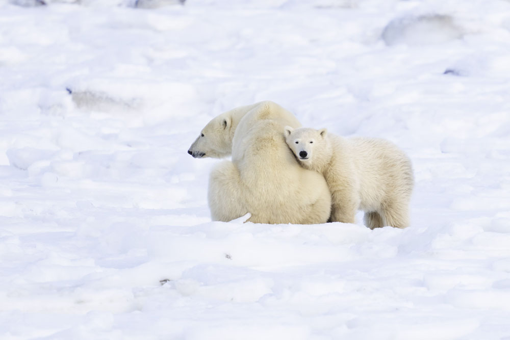 Polar bear cub cuddling up to mom at Seal River Heritage Lodge. Dave Bouskill / The Planet D photo. 