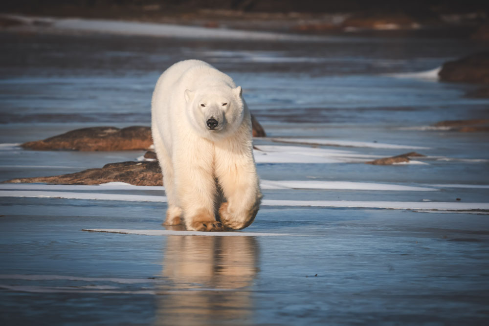 Big male polar bear walking towards group at Seal River Heritage Lodge. Dave Bouskill / The Planet D photo. Click image for more.