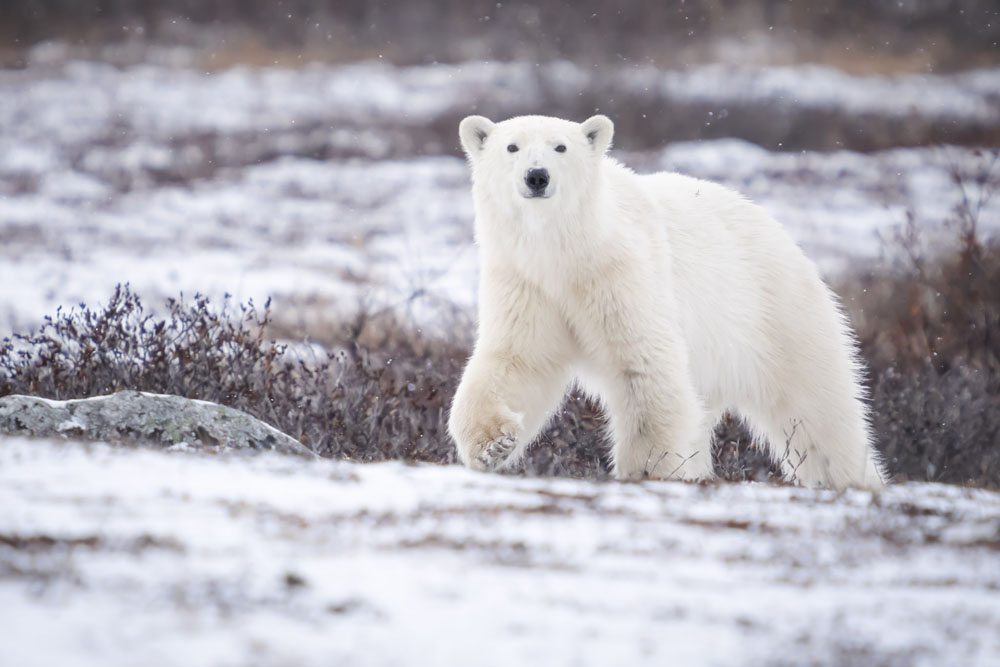 Young female polar bear out for a walk in light snow at Seal River Heritage Lodge. Dave Bouskill / The Planet D photo. Click image for more. 