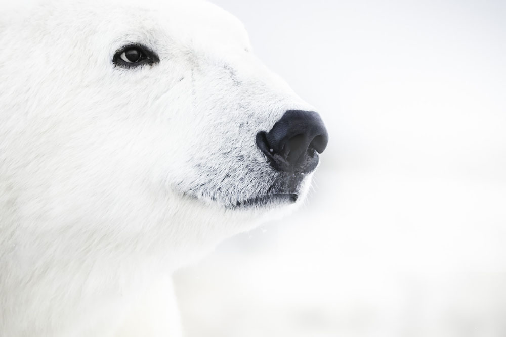 Polar bear close up. Seal River Heritage Lodge. Dave Bouskill / The Planet D photo.