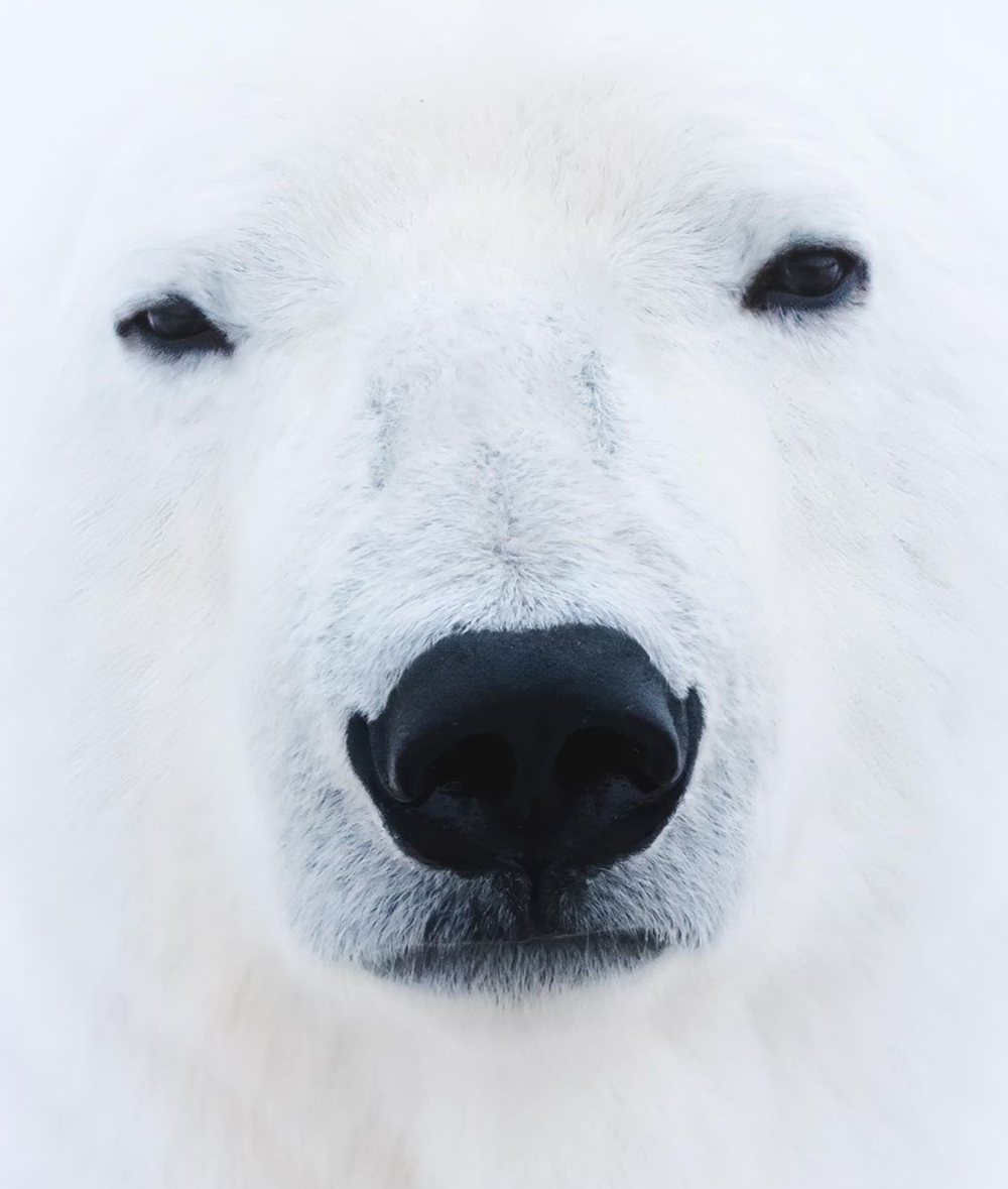 Polar bear close up. Seal River Heritage Lodge. Dave Bouskill / The Planet D photo.