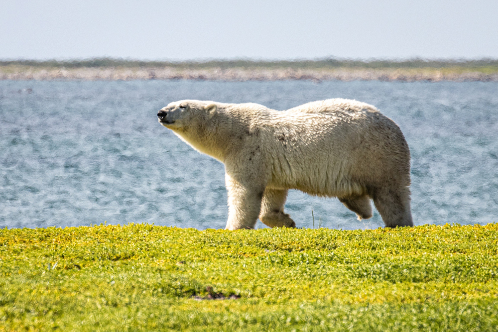 A three-legged polar bear that has survived and thrived at Seal River Heritage Lodge. Kathryn Cehrs photo.