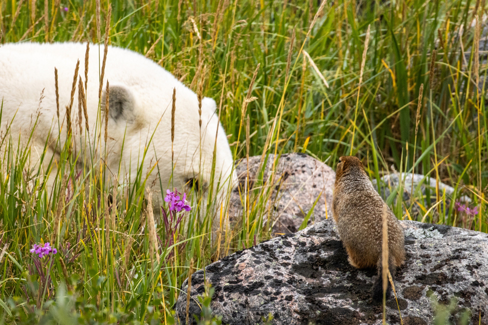 Polar bear eyes sik sik at Seal River Heritage Lodge. Birds, Bears & Belugas. July 2023. Kathryn Cehrs photo.
