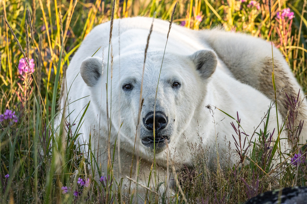Polar bear close-up in the long grass. Seal River Heritage Lodge. Birds, Bears & Belugas safari. July 2023. (Kathryn Cehrs photo)
