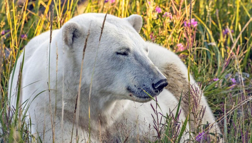 Polar bear relaxing in tall grass at Seal River Heritage Lodge. Kathryn Cehrs photo.