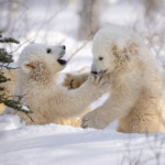1st Place - Polar Bear - Siyu Liu - Nanuk Emergence Quest - Nanuk Polar Bear Lodge