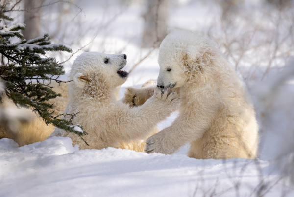 These Award-Winning Photos Show How Majestic Polar Bears Are