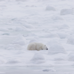 2nd Place - Polar Bear - Julie Robideau - Polar Bear Photo Safari - Seal River Heritage Lodge