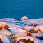 3rd Place - Other Wildlife - Kathy Sergio - Polar Bear Photo Safari - Seal River Heritage Lodge