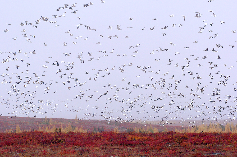 Geese over the Barren Lands. Dennis Fast photo.