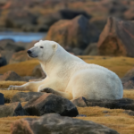 Honourable Mentions - Polar Bear - Eric Ashman
