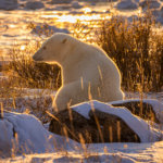 Honourable Mentions - Polar Bear - Kathy Sergio