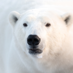 Honourable Mentions - Polar Bear - Mandy Davies