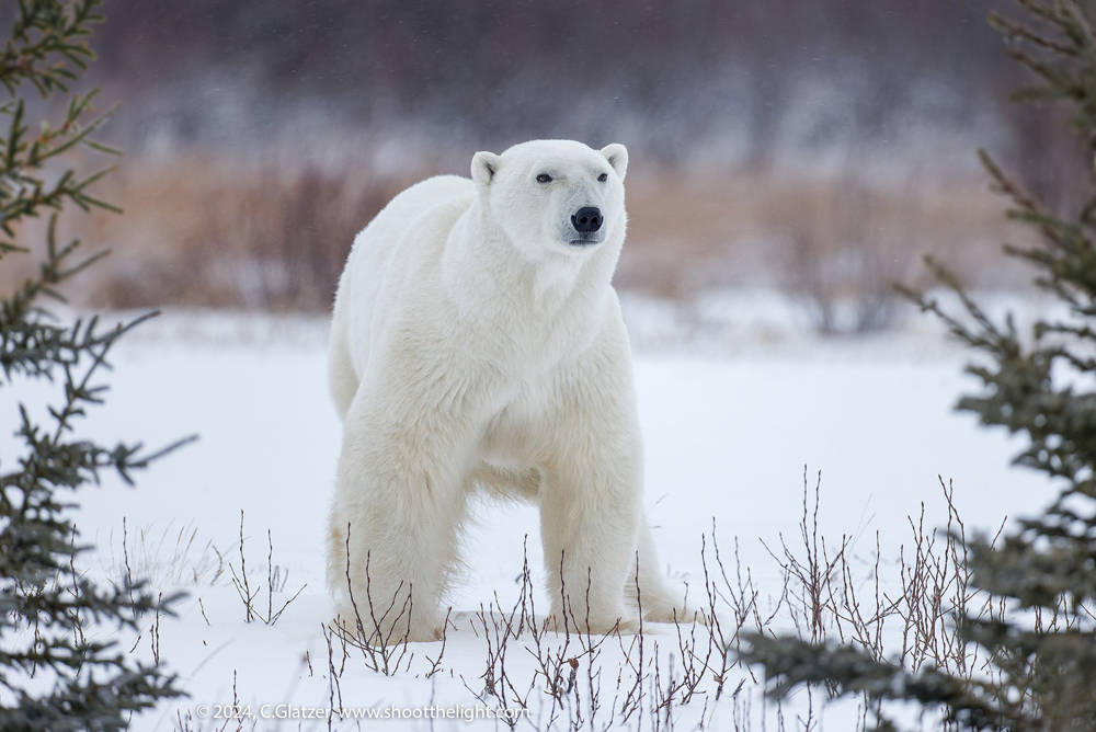 Handsome on the prowl. Nanuk Polar Bear Lodge. Charles Glatzer photo
