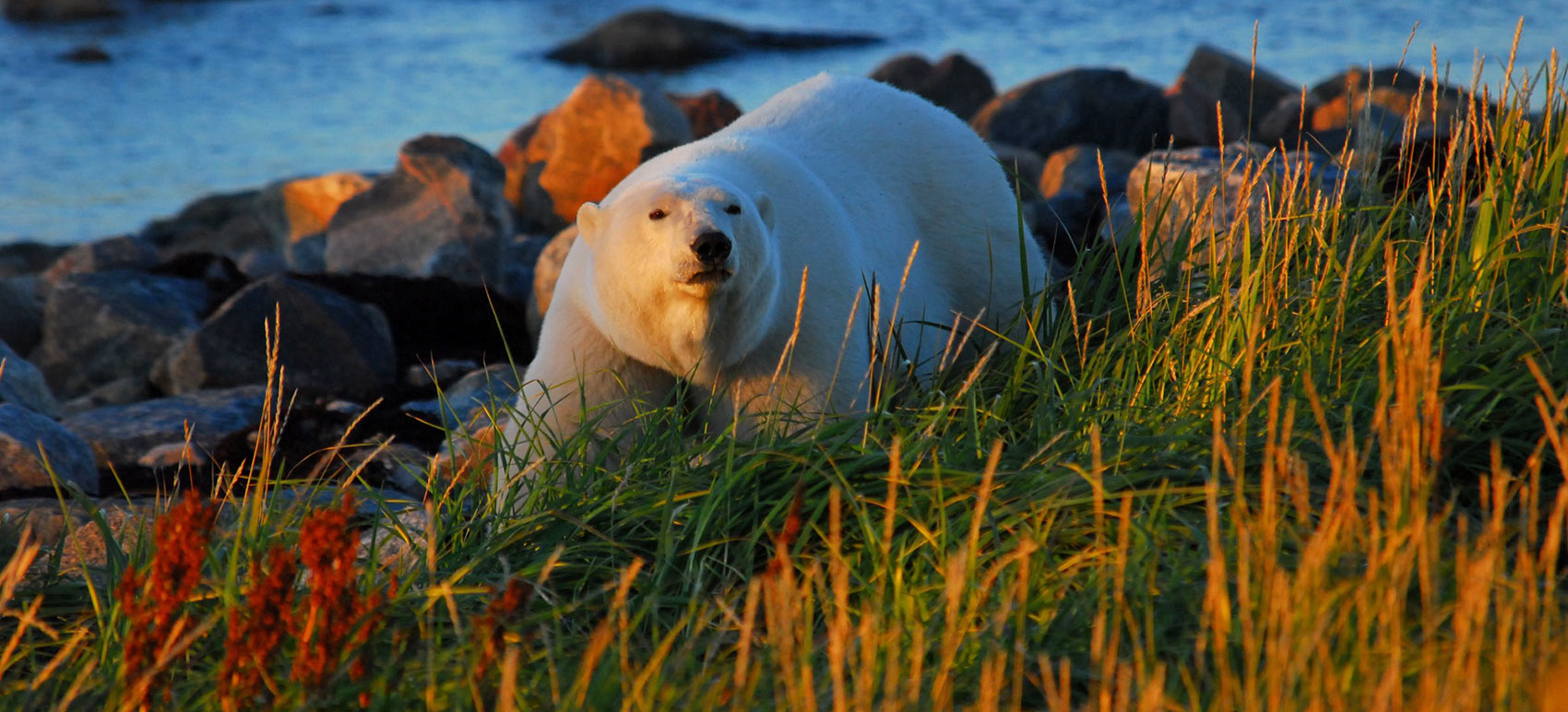 What is the best time to see polar bears?