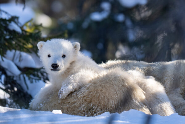 Polar bear cub with mom. Nanuk Polar Bear Lodge. ArcticWild.net photo.