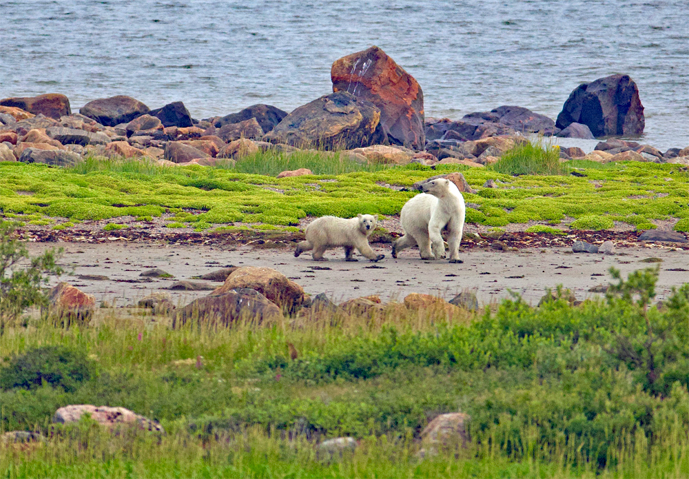 Mom and cub on the move at Seal River. Fred Lipsky photo.