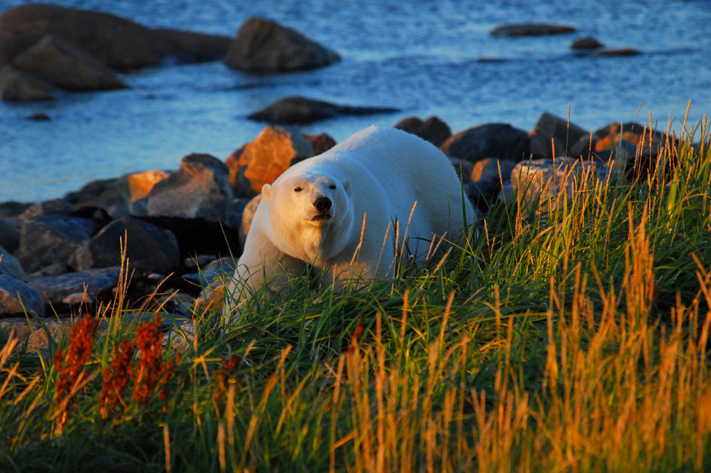Polar bear in fall colours on the Arctic Safari at Seal River Heritage Lodge. Ron Ouellette photo.