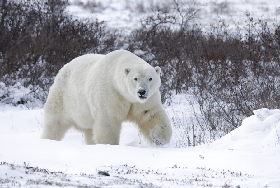 Polar Bear Blog | Churchill Wild Polar Bear Tours