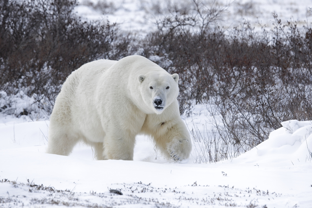 Big, powerful polar bear at Seal River Heritage Lodge. (Peggy Peregrine-Spear)