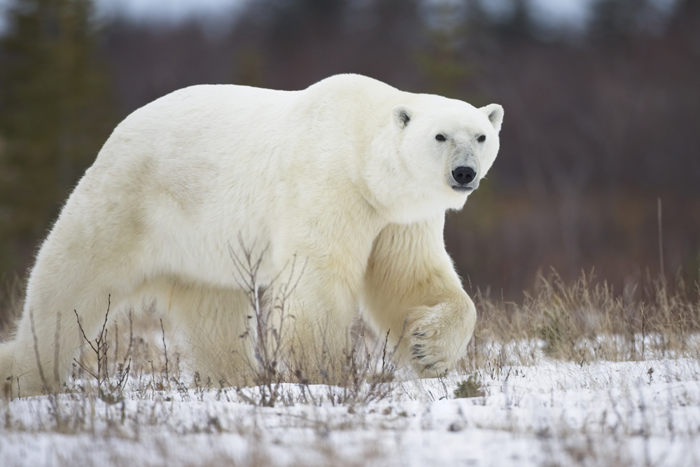 Polar bear on the move at Nanuk Polar Bear Lodge. (Peggy Peregrine-Spear)
