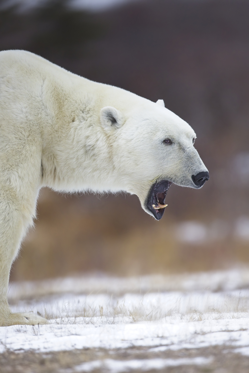 Male polar bear yawning as he watches us at Nanuk Polar Bear Lodge. (Peggy Peregrine-Spear)