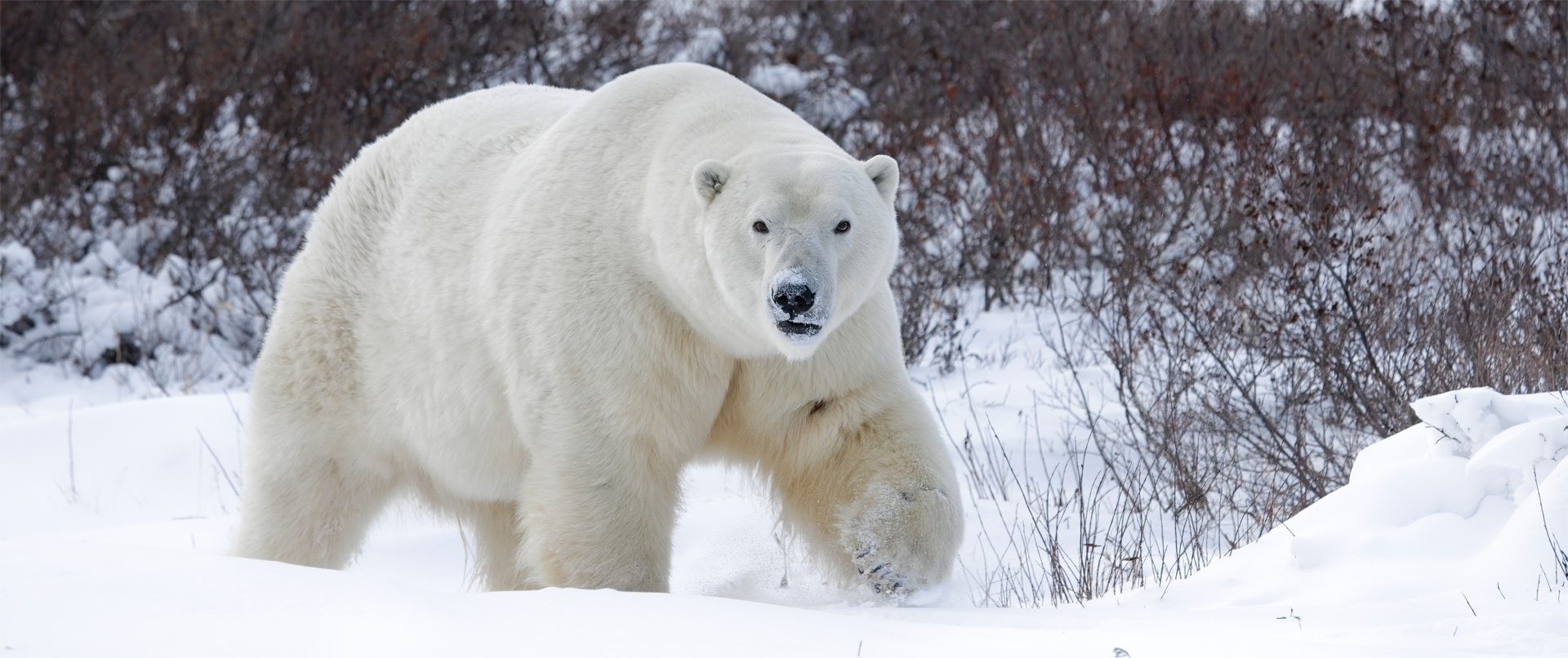 Kindness, Polar Bear-A-Palooza, for Peggy Peregrine-Spear and Glatzer Group
