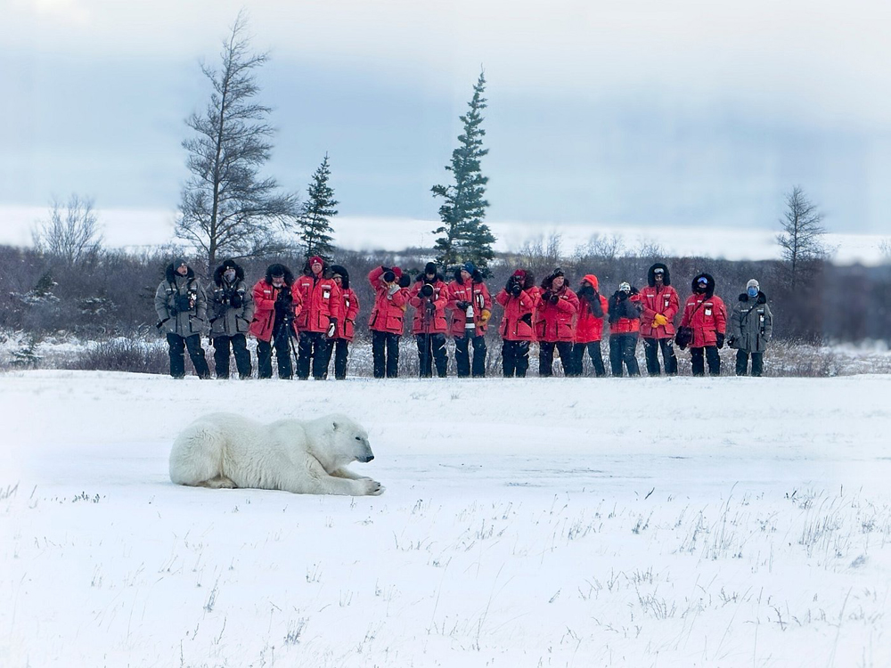 Polar bear with Peggy Peregrine-Spear, Charles Glatzer, and their ShootTheLight.com group at Nanuk Polar Bear Lodge.