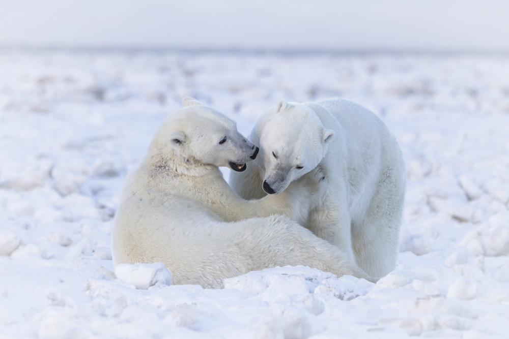 Polar bears doing a little roughhousing on the Hudson Bay ice at Nanuk Polar Bear Lodge. (Peggy Peregrine-Spear)