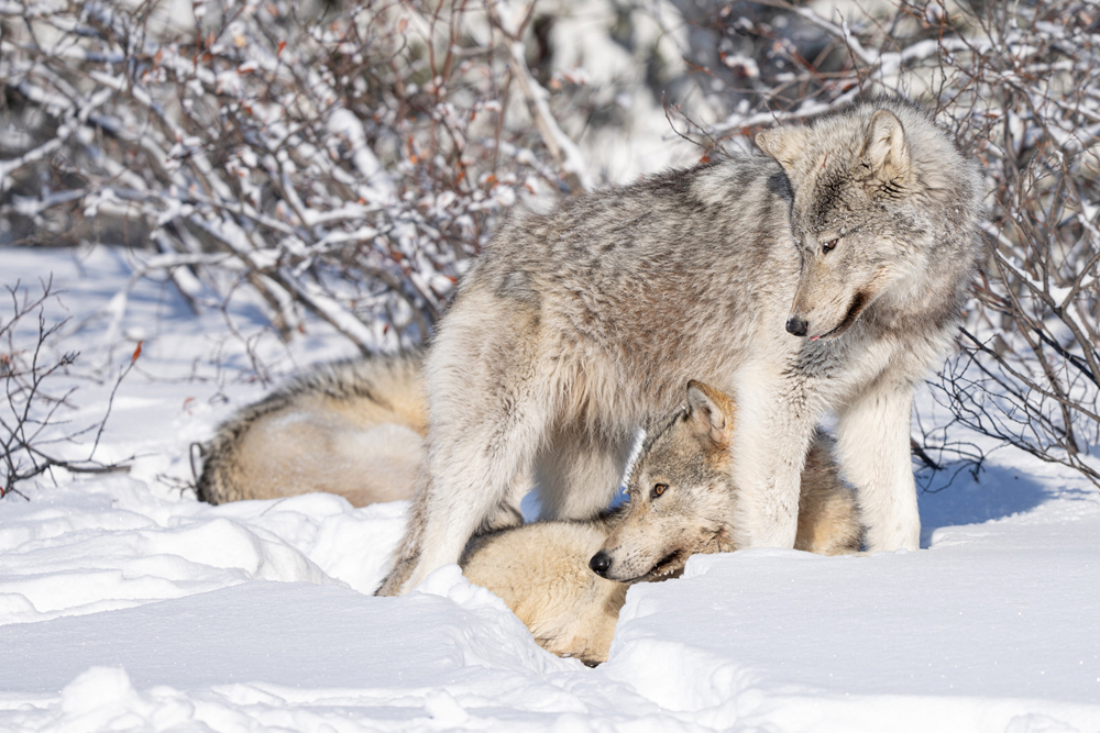 Wolf friends. Nanuk Polar Bear Lodge. Fabienne Jansen / ArcticWild.net photo.