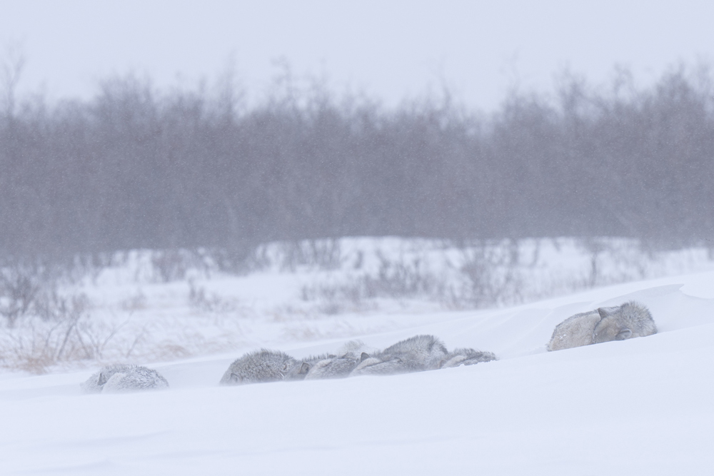Wolf pack hunkering down in a snowstorm at Nanuk Polar Bear Lodge. (Christoph Jansen / ArcticWild.net)