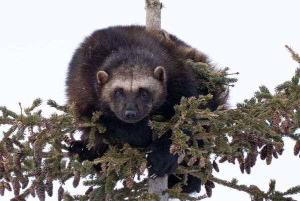 Wolverine treed by wolves at Nanuk Polar Bear Lodge. (ArcticWild.net)