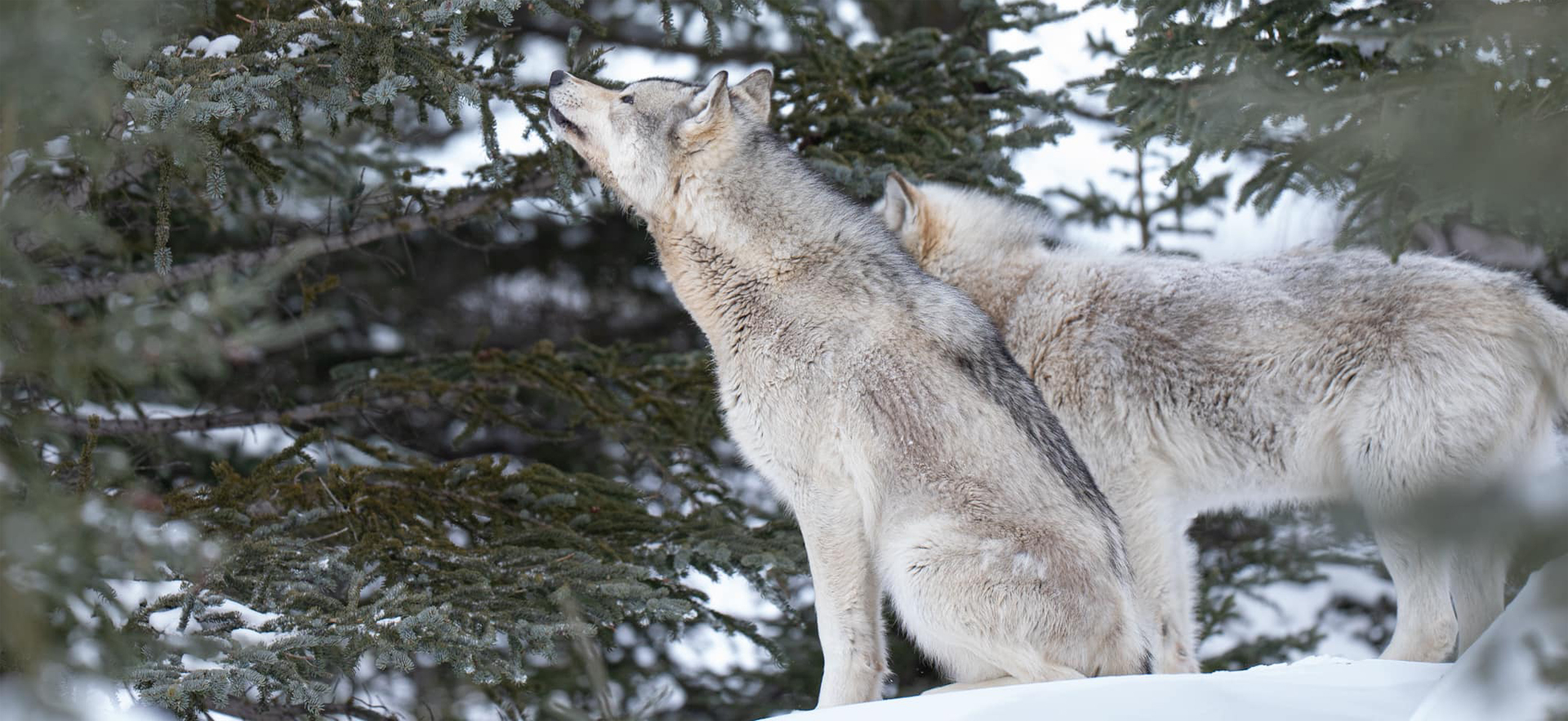 Wolverine Treed by Wolves at Nanuk Polar Bear Lodge