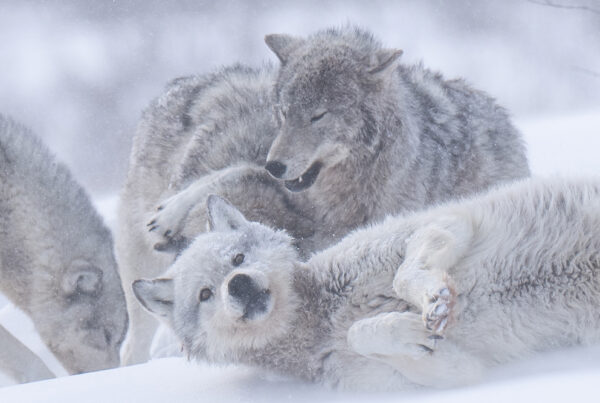Young wolf playing with pack and looking at camera at Nanuk Polar Bear Lodge. (Christoph Jansen / ArcticWild.net)