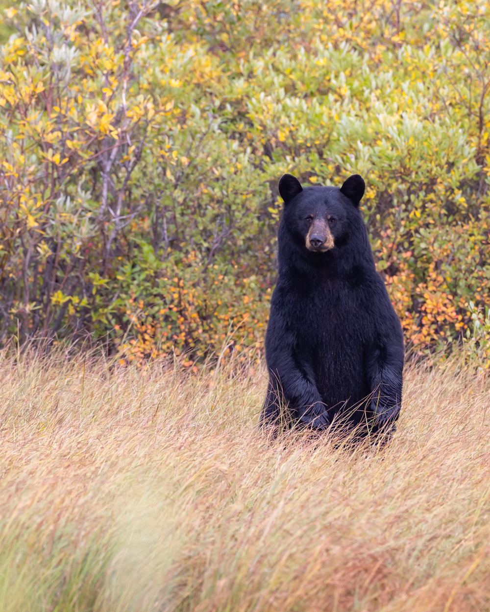 Serious looking black bear. Nanuk Polar Bear Lodge. Tammy Kokjohn photo.