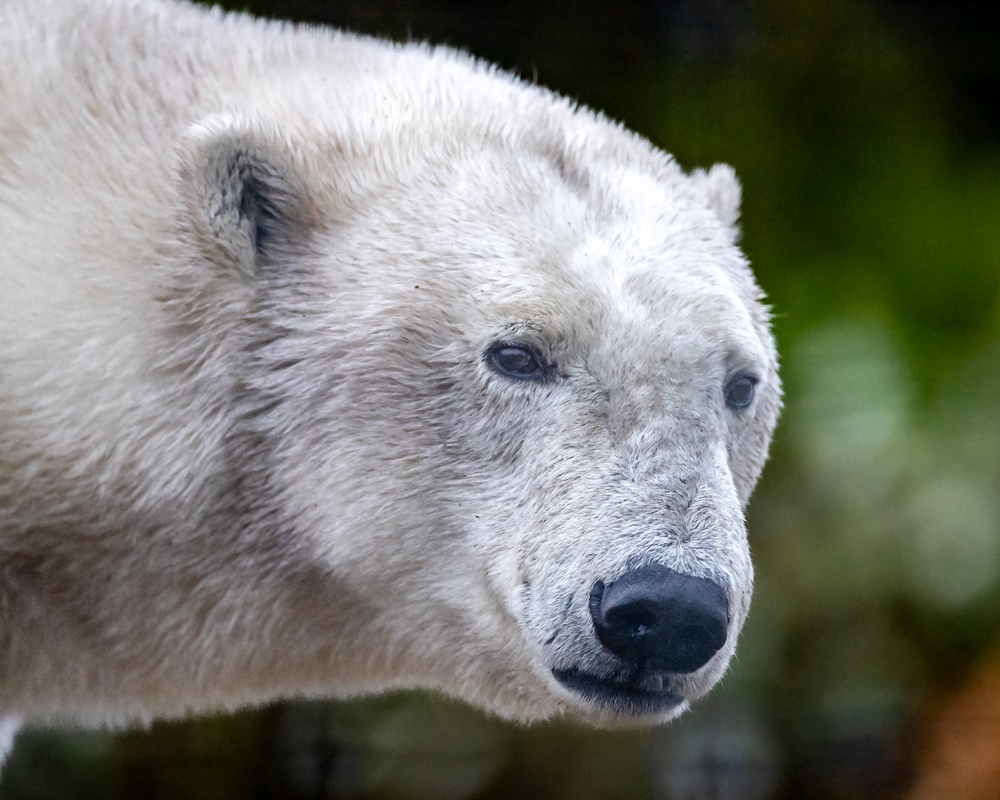 Polar bear close-up. Nanuk Polar Bear Lodge. Tammy Kokjohn photo.