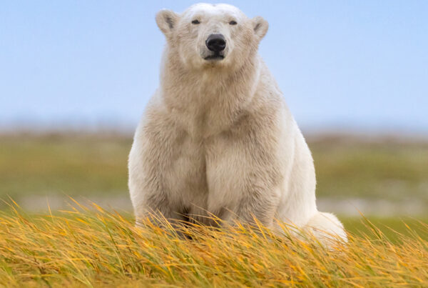 Polar bear in fall grass. Nanuk Polar Bear Lodge. Tammy Kokjohn photo.