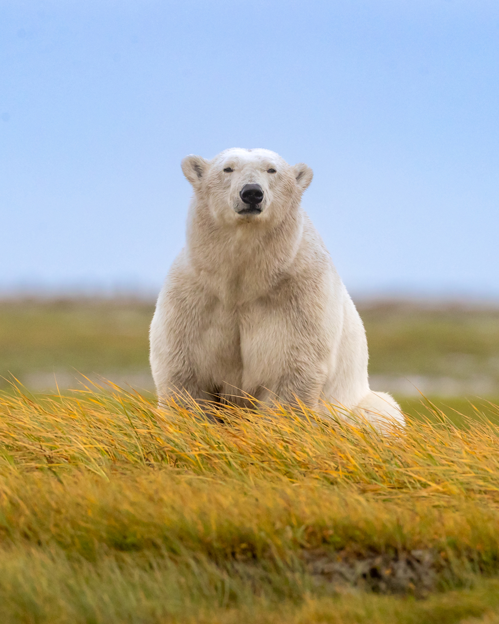 "Just Do it." Nanuk Polar Bear Lodge. Tammy Kokjohn photo.
