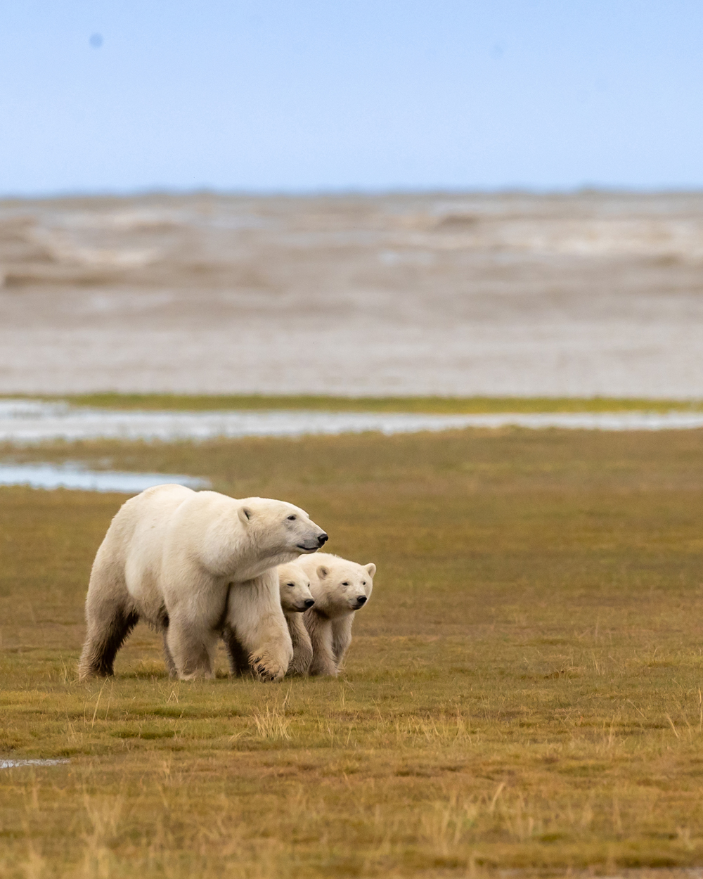Mom and cubs at Nanuk Polar Bear Lodge. Tammy Kokjohn photo.