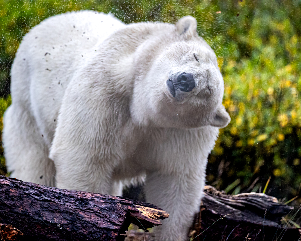 Polar bear shake. Nanuk Polar Bear Lodge. Tammy Kokjohn photo.