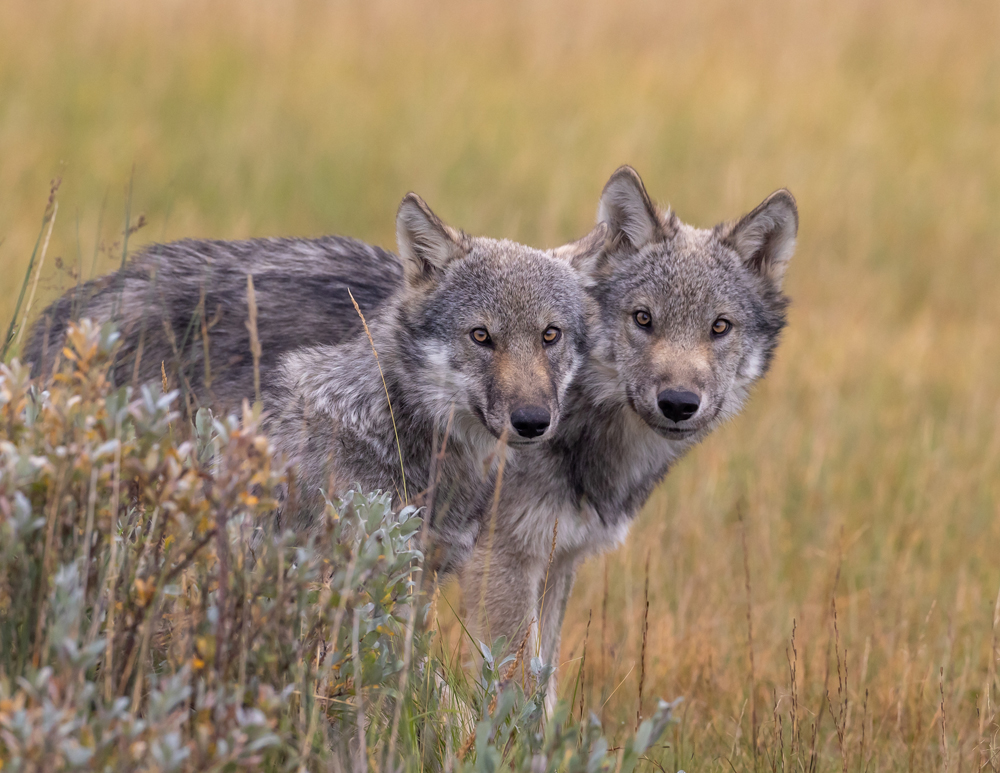 Curious wolf pups at Nanuk. Tammy Kokjohn photo.